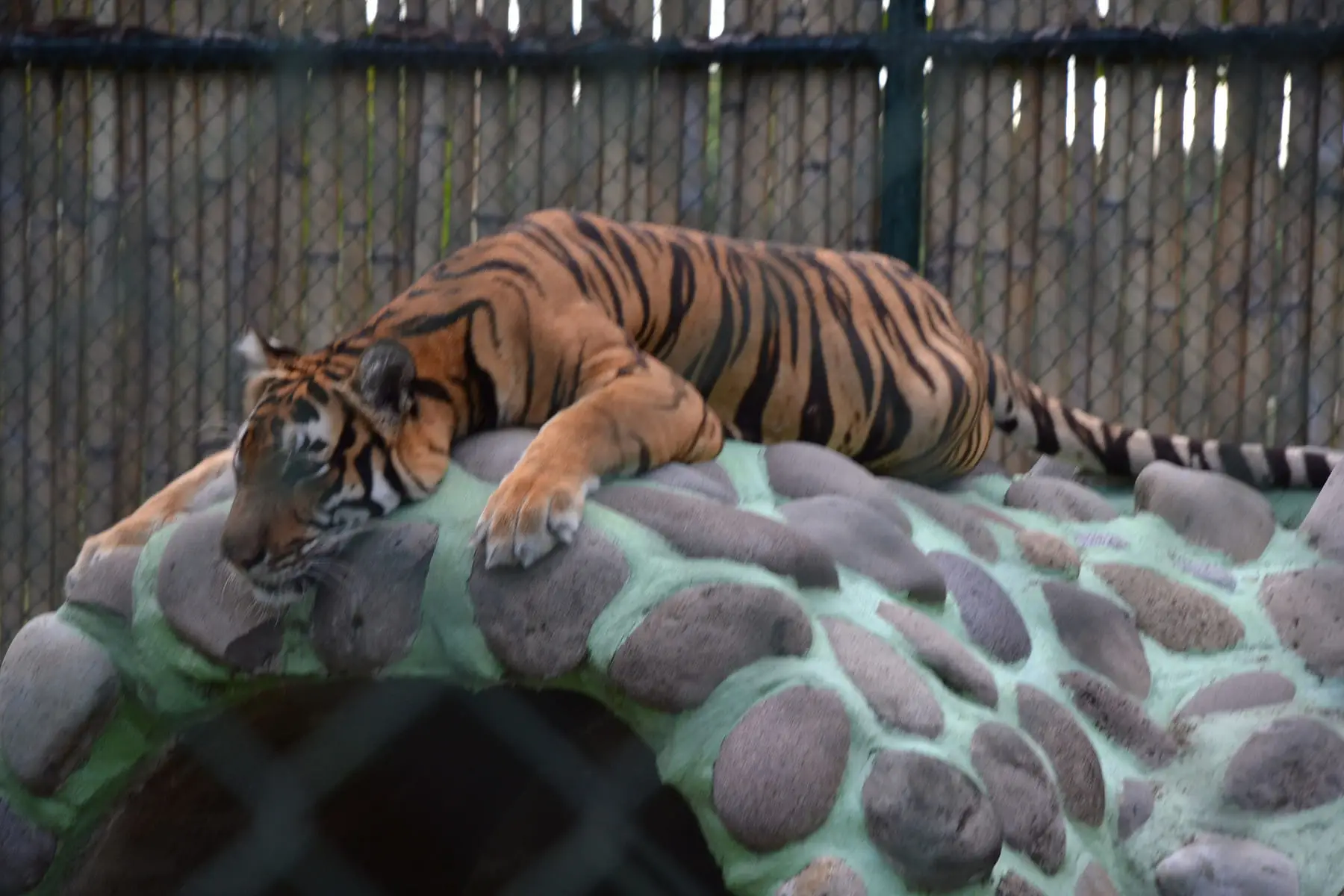 Another look at the poor Siberian tiger. A second one kept sticking his tongue out, as though he had a stomach upset. The netting was too thick to give an acceptable picture, due to which I had to pass. A third tiger was inside the holding area. Three tigers in an enclosure barely enough for a house