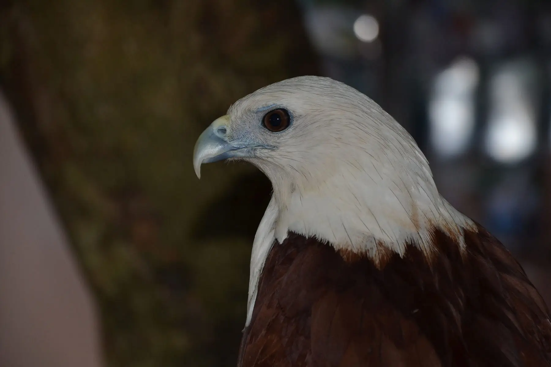 A Brahminy kite at the Davao Crocodile Park. Detailed notes about this raptor appears elsewhere in this set with pictures of the Phil. Eagle Centre. (Davao, Philippines, May 2013)