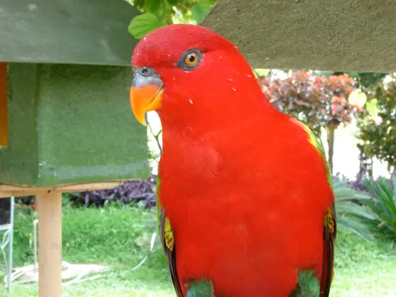Chattering Lory at the Crocodile Park in Davao City, Philippines.