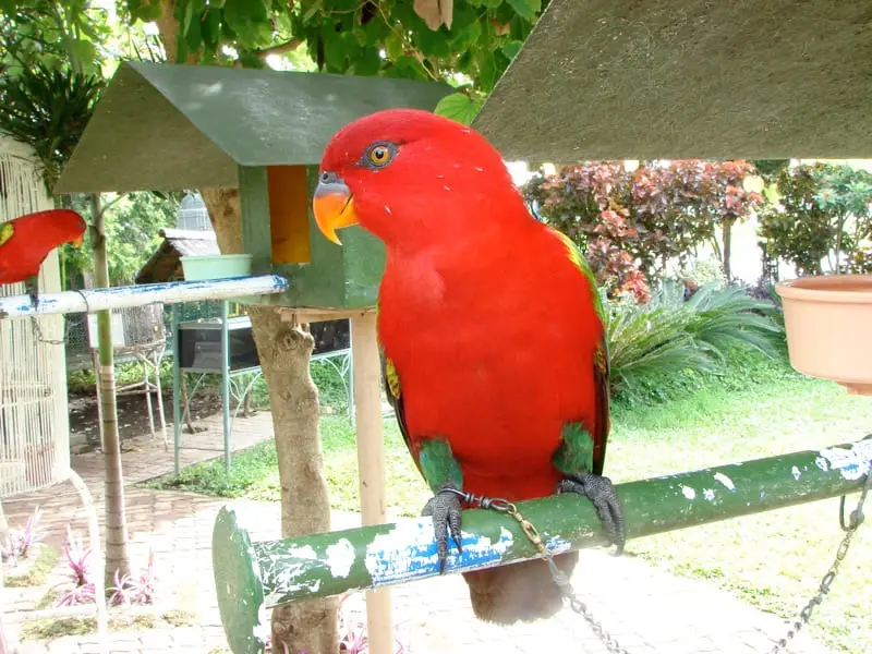 Chattering Lory at the Crocodile Park in Davao City, Philippines.