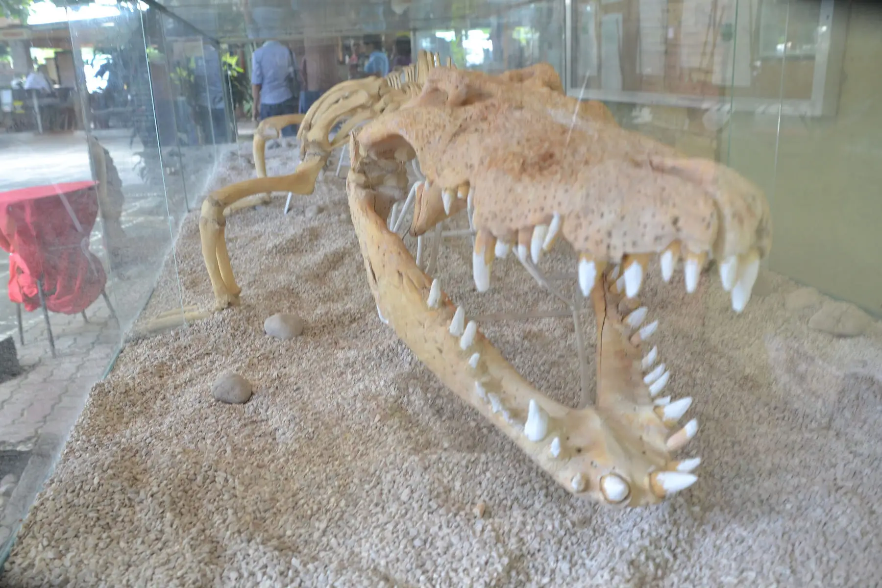 The mounted crocodile skeleton near the park entrance