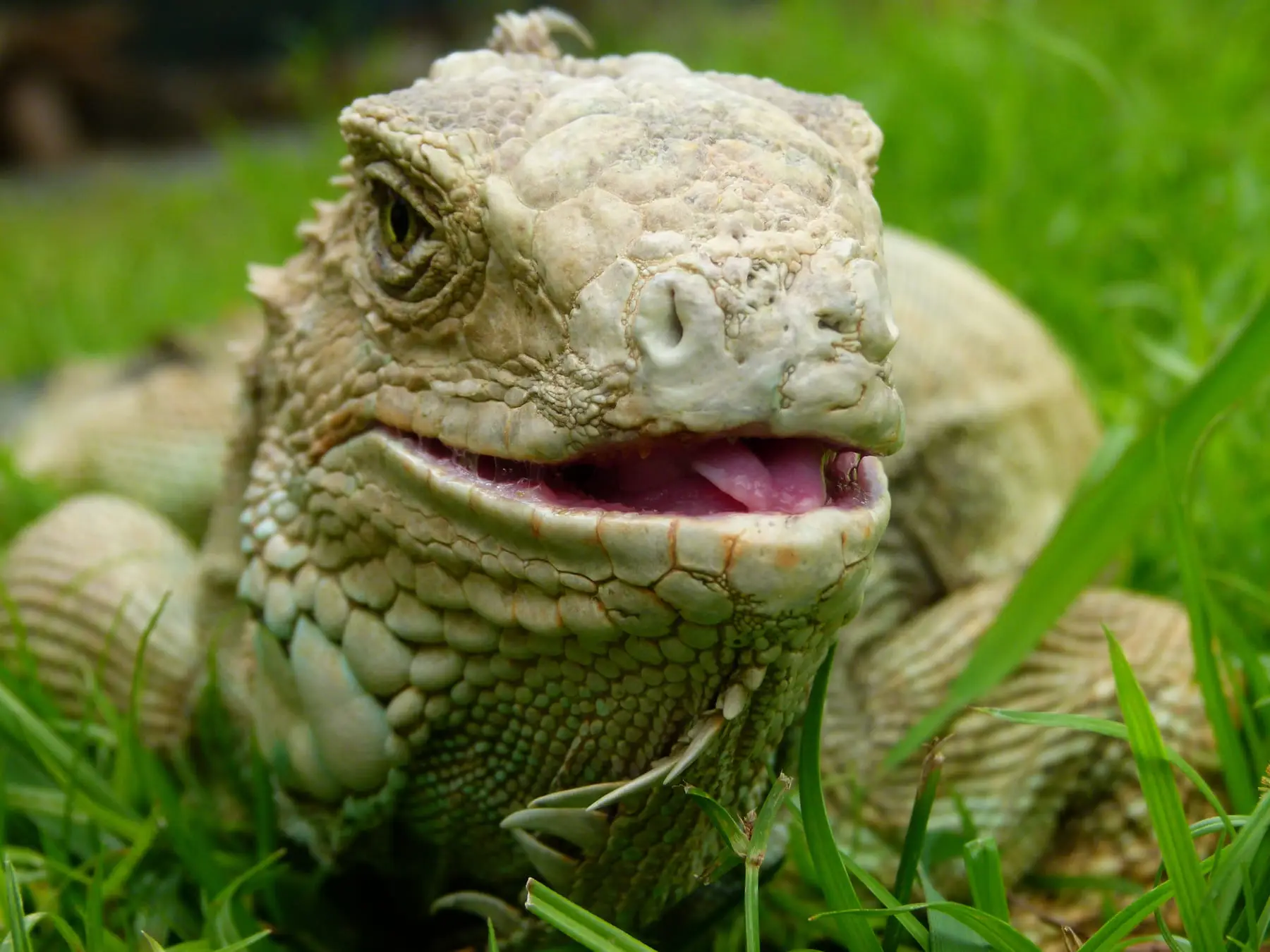 Leguan im Crocodile Park Davao (Philippinen)