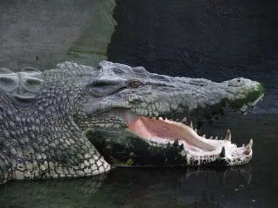 Pangil, the biggest, largest and oldest crocodile at the Crocodile Park, Davao City, Philippines
