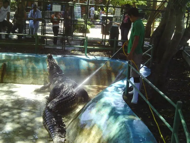Pangil, the largest crocodile in captivity in the Philippines, at Davao Crocodile Park