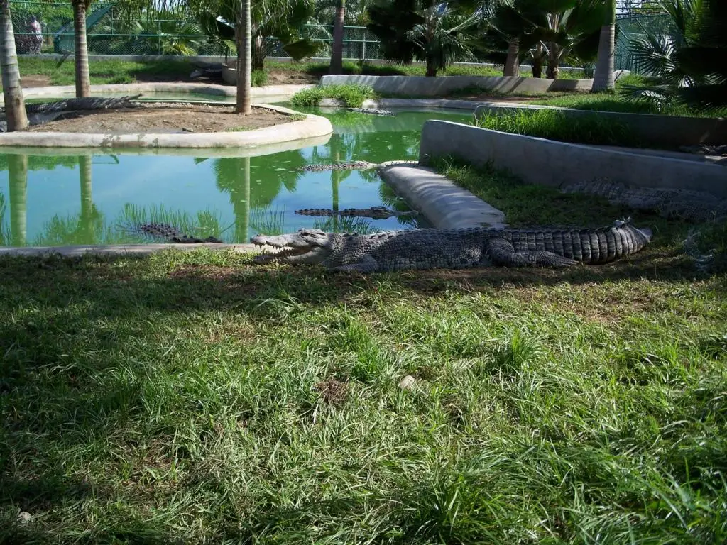 Crocodile Park in Davao City, Philippines