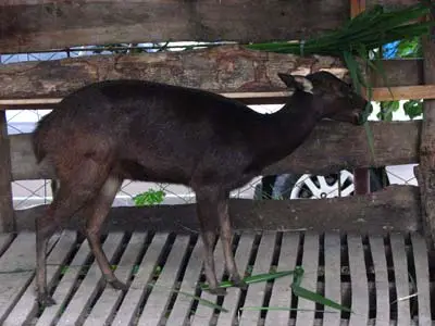 a Philippine Deer (Cervus mariannus), Crocodile Park, Davao City, Philippines