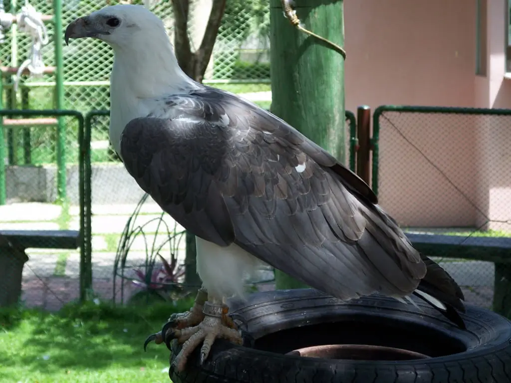 White-bellied Sea-eagle at Davao Crocodile Park, Davao City