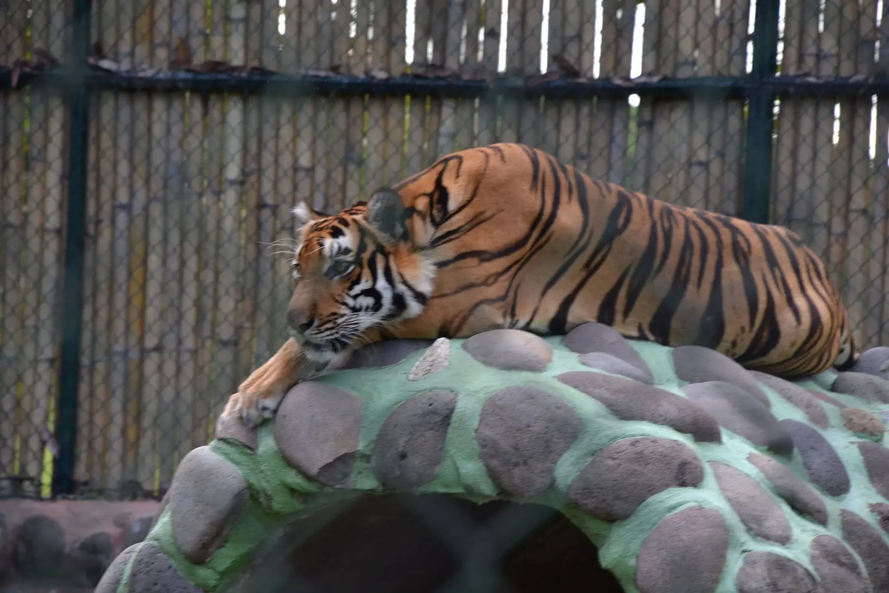 The worst part of the Davao Croc. Park were probably these three magnificent Siberian Tigers, confined to a tiny enclosure. Scores were oggling at them, to make things worse. Two zoo staff were urging folks to climb up a ramp (for a price of course) to have a better 'aerial' view of the three unfort